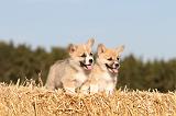 CORGI PEMBROKE 064